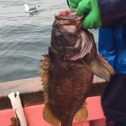 第八平成丸 釣果