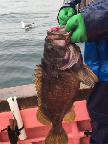 第八平成丸 釣果