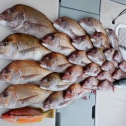 遊漁船 幸友丸 釣果