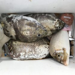 本部釣りイカダ 釣果