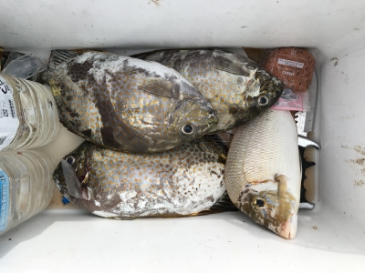 本部釣りイカダ 釣果