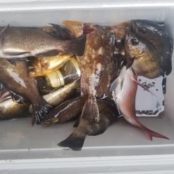 内浜丸 釣果