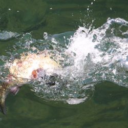 小菅トラウトガーデン 釣果