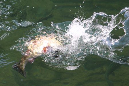 小菅トラウトガーデン 釣果