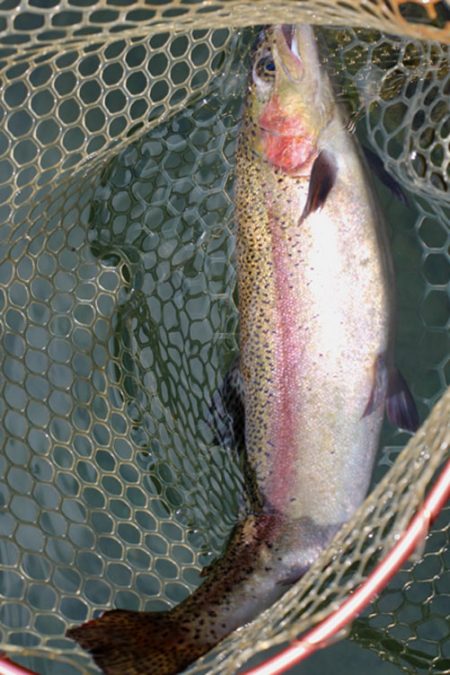 小菅トラウトガーデン 釣果