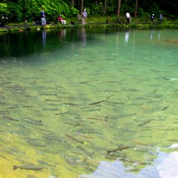 小菅トラウトガーデン 釣果