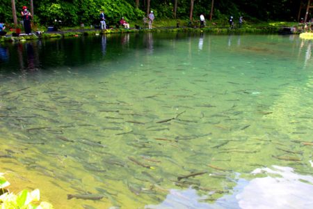 小菅トラウトガーデン 釣果