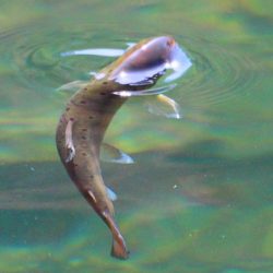 小菅トラウトガーデン 釣果