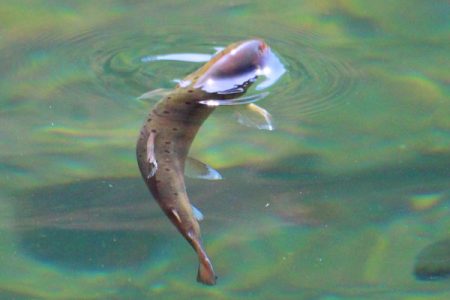 小菅トラウトガーデン 釣果