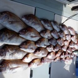 遊漁船 幸友丸 釣果