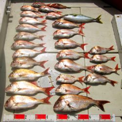 来温丸(らいおんまる) 釣果