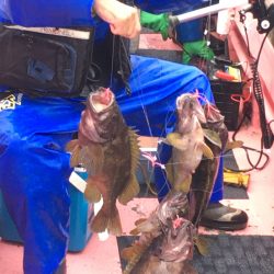 第八平成丸 釣果