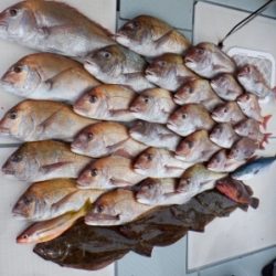 遊漁船 幸友丸 釣果