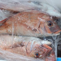 松本釣船２ 釣果