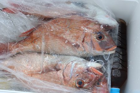 松本釣船２ 釣果