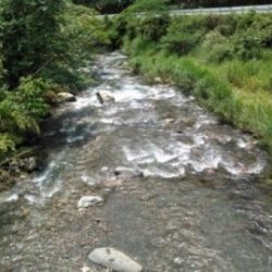 大井川(大井川(非)漁業協同組合) 釣果