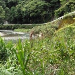 大井川(大井川(非)漁業協同組合) 釣果