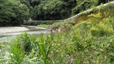 大井川(大井川(非)漁業協同組合) 釣果