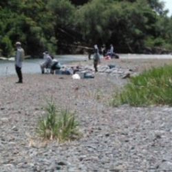 大井川(大井川(非)漁業協同組合) 釣果