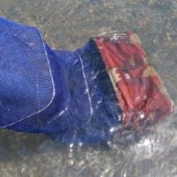 大井川(大井川(非)漁業協同組合) 釣果