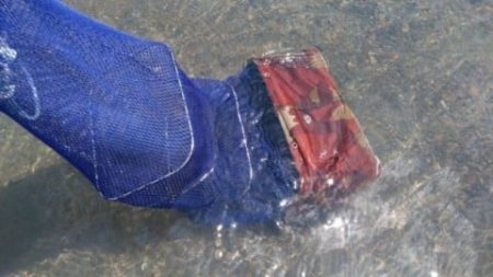 大井川(大井川(非)漁業協同組合) 釣果