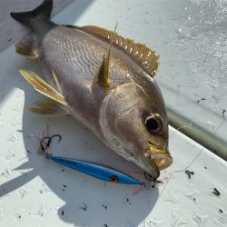 マタウマリンサービス 釣果