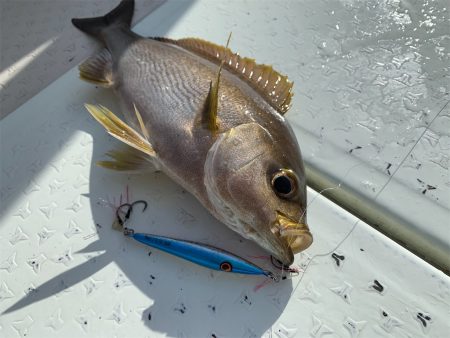 マタウマリンサービス 釣果