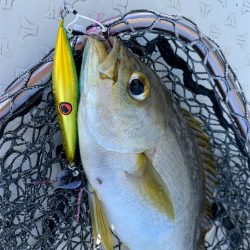 マタウマリンサービス 釣果