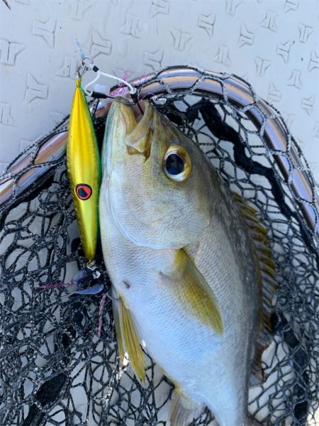 マタウマリンサービス 釣果