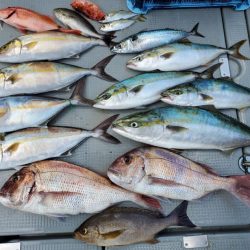 ブルーピア 釣果