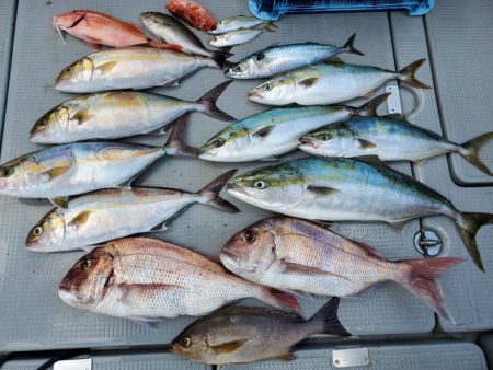 ブルーピア 釣果