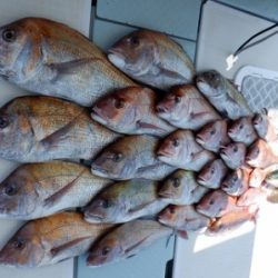 遊漁船 幸友丸 釣果