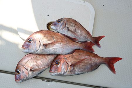 松本釣船２ 釣果