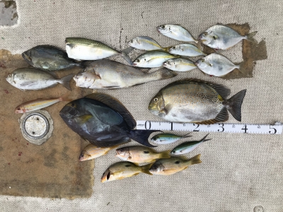 本部釣りイカダ 釣果