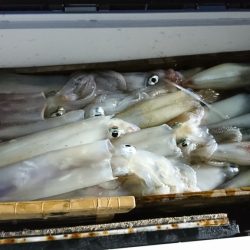 海龍丸（福岡） 釣果