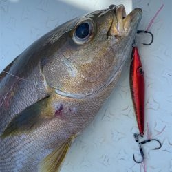 マタウマリンサービス 釣果