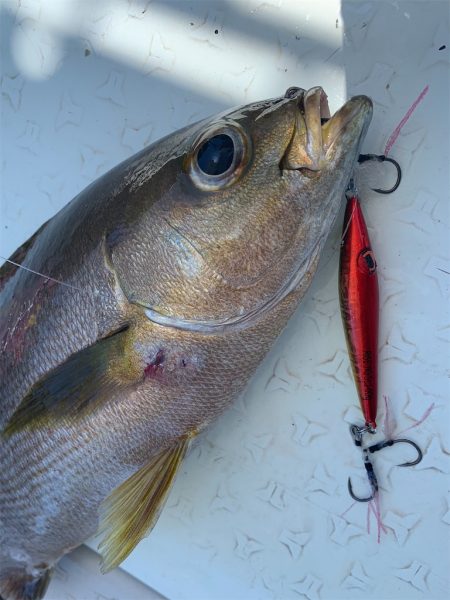 マタウマリンサービス 釣果