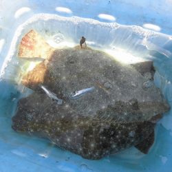 十八宝洋丸 釣果