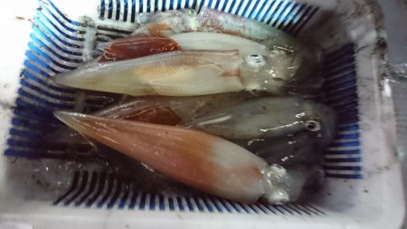 海龍丸（福岡） 釣果