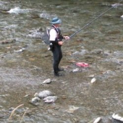 大井川（大井川(非)漁業協同組合） 釣果