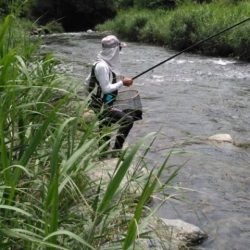 大井川（大井川(非)漁業協同組合） 釣果