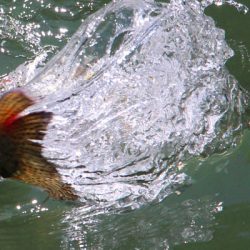 小菅トラウトガーデン 釣果