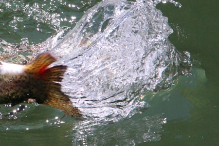 小菅トラウトガーデン 釣果