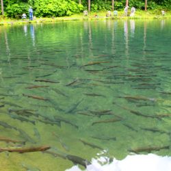 小菅トラウトガーデン 釣果
