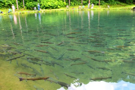 小菅トラウトガーデン 釣果