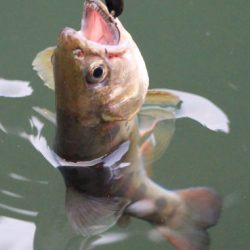 小菅トラウトガーデン 釣果