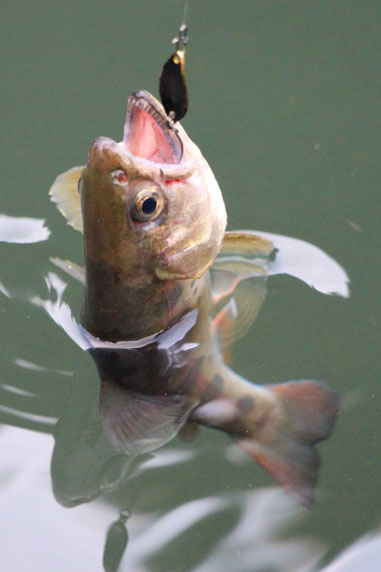 小菅トラウトガーデン 釣果