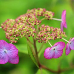 小菅トラウトガーデン 釣果