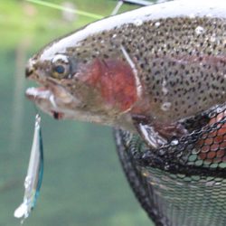 小菅トラウトガーデン 釣果