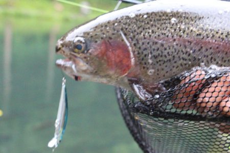 小菅トラウトガーデン 釣果